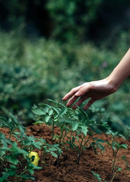 gardening what to plant near house foundation