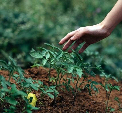 gardening what to plant near house foundation