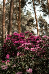 shrubs foundation friendly